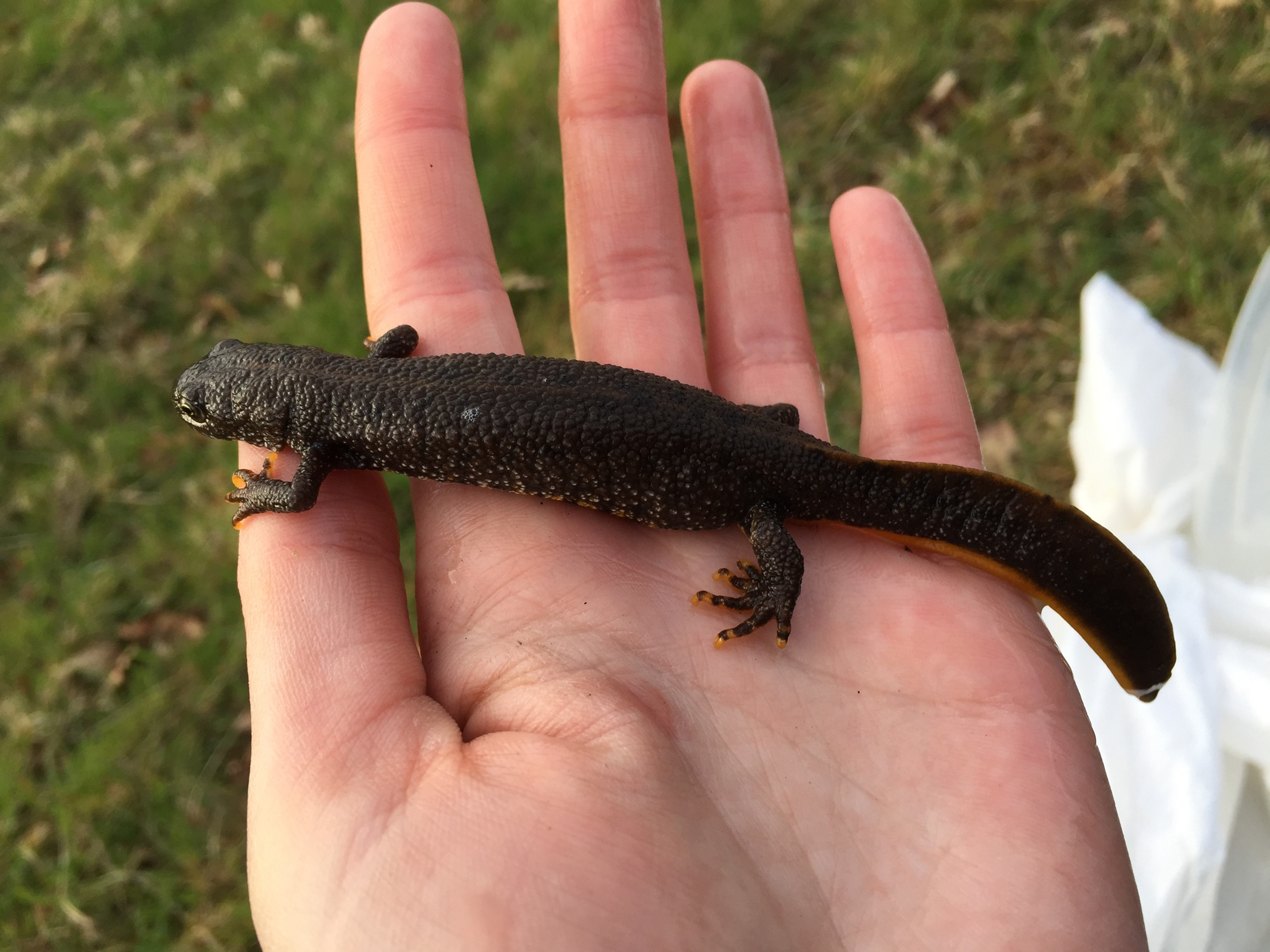 Great Crested Newts